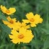 Dry Prairie Seed Mix - Image 8