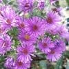 New England Aster Symphyotrichum novae-angliae