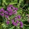 Missouri Prairie Ironweed Wildflowers