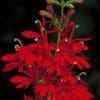 Cardinal Flower Lobelia cardinalis