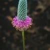 Dry Prairie Seed Mix - Image 11