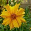 Dry Prairie Seed Mix - Image 7