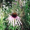 Purple Coneflower Echinacea purpurea