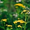 Natural Glade Prairie - Image 7