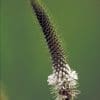 Native Pasture - Image 7