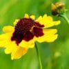 Plains Coreopsis (A) Seeds