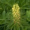 Erosion Control Grass Seed Mix - Image 7