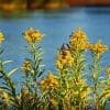 Natural Glade Prairie - Image 10