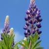 Dry Prairie Seed Mix - Image 14