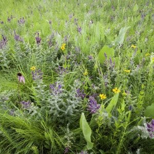 Wildflowers and prairie plants forms a natural bouquet at a restored Midwest prairie.
