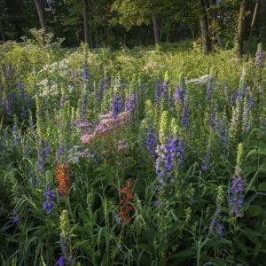 Early morning sunlight on blooming cardinal flower and great blue lobelia in a prairie setting.