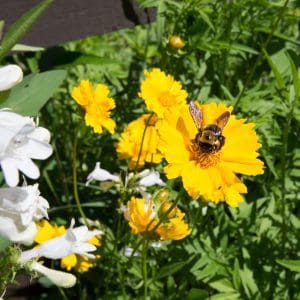 Bees & Butterflies Pollinator Seed Mix