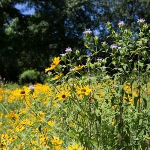 Pollinator (Forb Only) Wildflower Seeds Mix