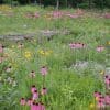 Natural Glade Prairie