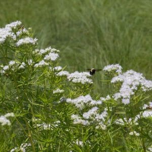 Slender mountain mint native wildflower