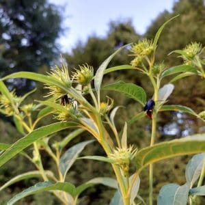 predatory insect seed mix