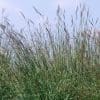 Big Bluestem Live Grass