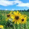 Ashy Sunflower wild flowers