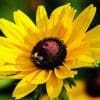 Black-Eyed Susan (hirta)