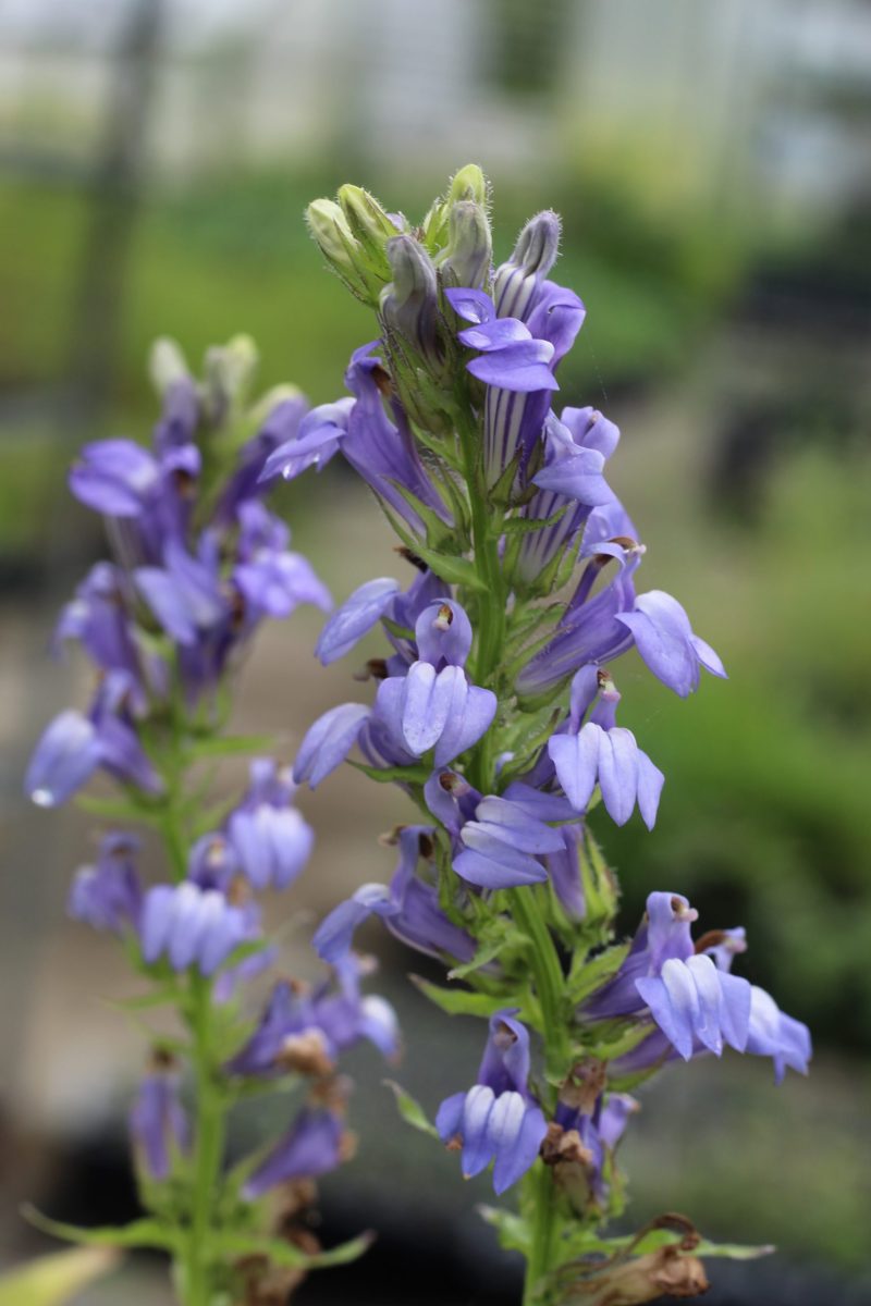 Lobelia Cardinalis Blue