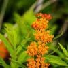 Butterfly Milkweed