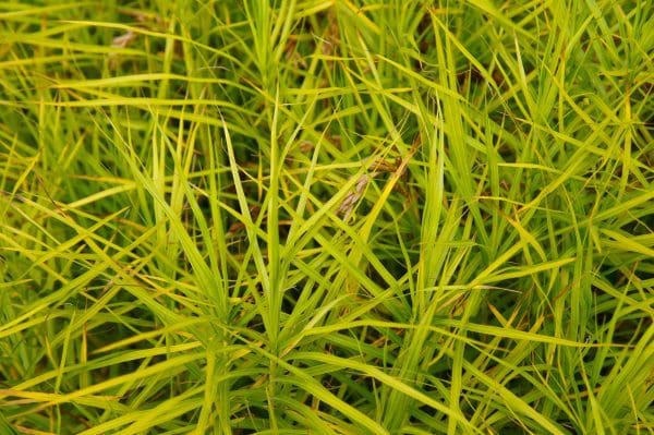 palm sedge green grass