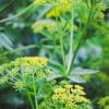 Golden Alexanders