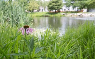 Remington Oaks: Pollinator Habitat Restoration Project