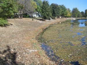 Remington Oaks BEFORE Habitat Restoration Project