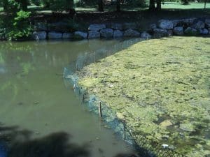 Remington Oaks Habitat Restoration