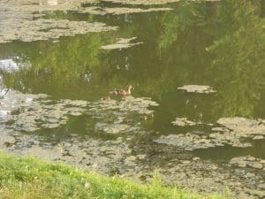 Remington Oaks Habitat Restoration Project