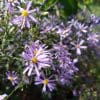 Smooth Aster