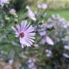 Smooth Aster 2