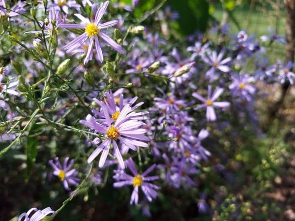 Smooth Aster