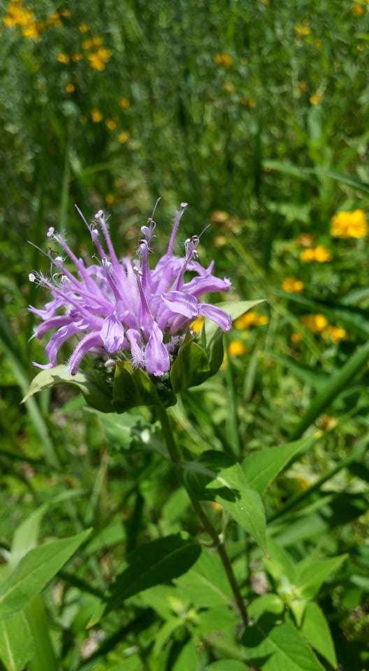 Wild Bergamot flower