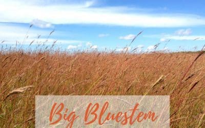 Big Bluestem, A Shining Star In Native Grass Species
