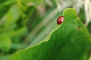 Ladybug On Milkweed
