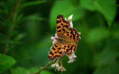 Why Native Milkweed Plant Seed Is Crucial To Monarch Butterflies