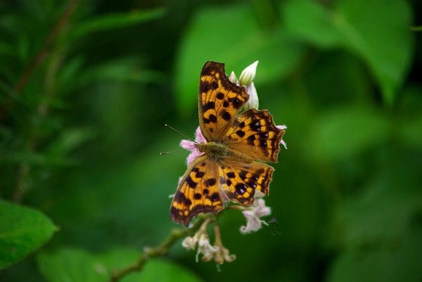 Monarch Butterfly Milkweed Prairie Restoration