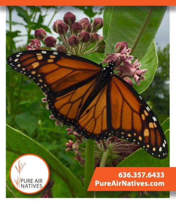 3 Dollar Monarch Pollinator Seeds