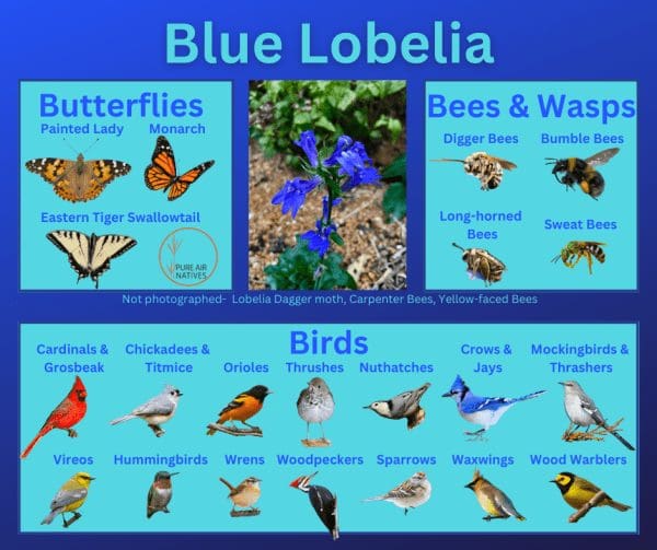 Blue Lobelia and its wildlife associations including butterflies, bees, wasps, and birds.