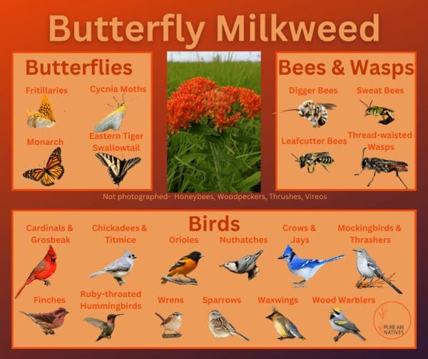Butterfly Milkweed and its wildlife associations including butterflies, bees, wasps, and birds.
