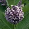 Common Milkweed Asclepias syriaca