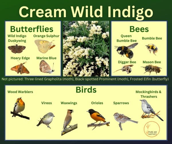 Cream Wild Indigo and its wildlife associations including butterflies, bees, and birds.