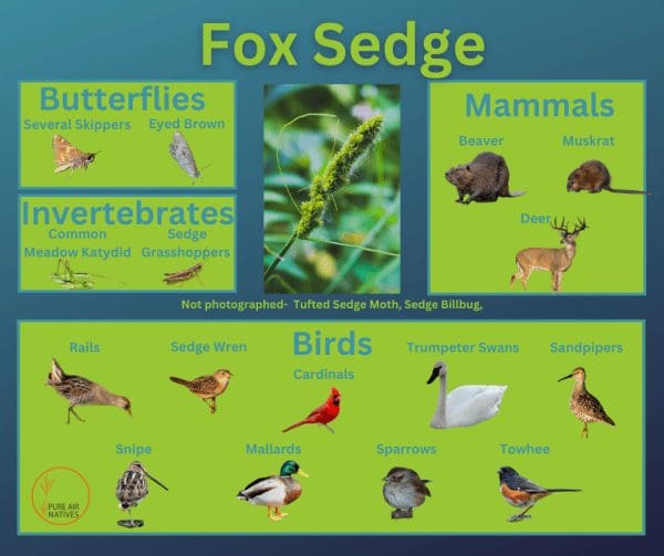 Fox Sedge and its wildlife associations including butterflies, grasshoppers, mammals, and birds.