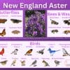 New England Aster and its wildlife associations including butterflies, bees, wasps, and birds.