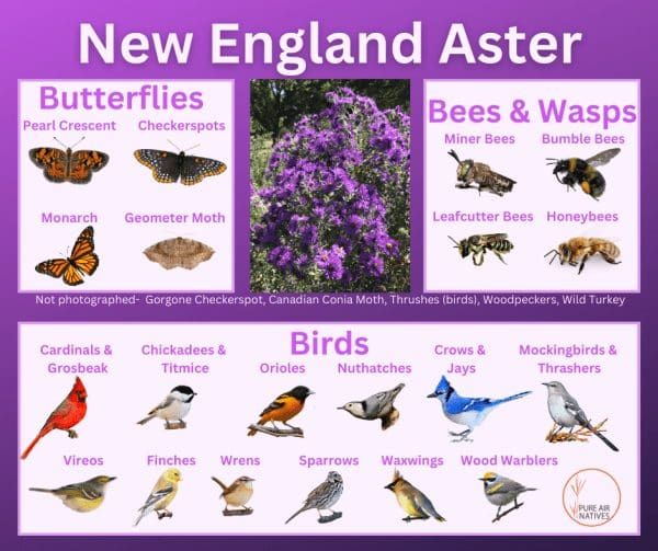 New England Aster and its wildlife associations including butterflies, bees, wasps, and birds.