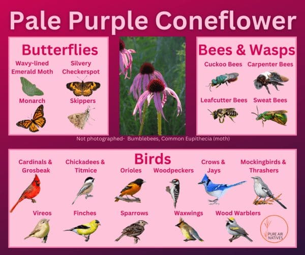 Pale Purple Coneflower and its wildlife associations including butterflies, bees, wasps, and birds.