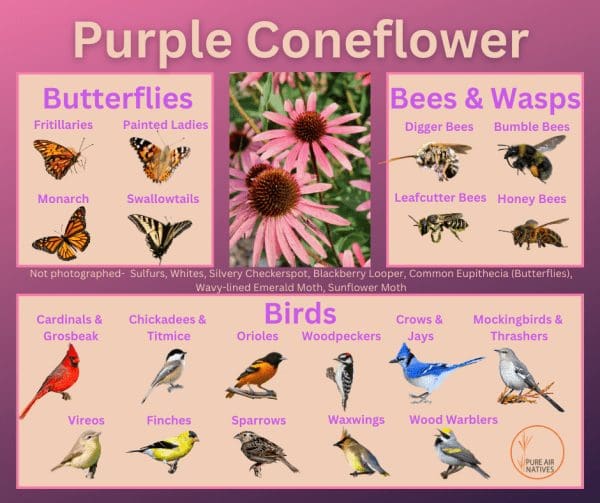 Purple coneflower and its wildlife associations including butterflies, bees, wasps, and birds.