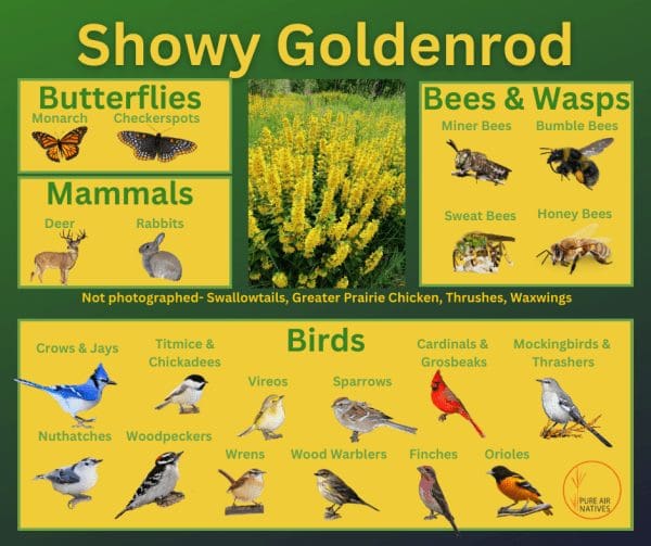 Showy Goldenrod and its wildlife associations including butterflies, bees, wasps, mammals and birds.